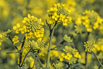 rape plant (canola, rapeseed)  in detail on field