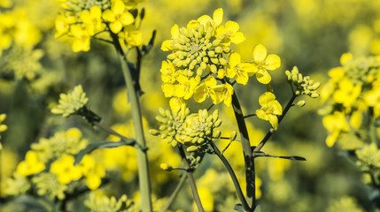 rape plant (canola, rapeseed)  in detail on field