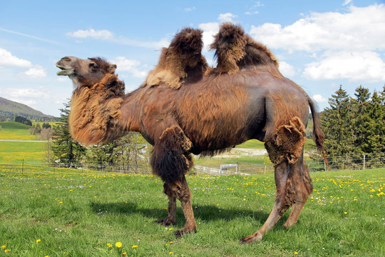 Ein weibliches Trampeltier in Bayern (Allg&auml;u)