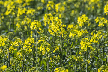 Obraz premium rape plant (canola, rapeseed) in detail on field
