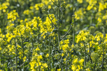 rape plant (canola, rapeseed)  in detail on field