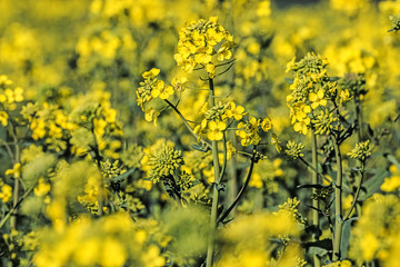 rape plant (canola, rapeseed)  in detail on field
