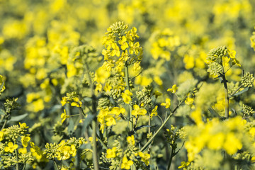 rape plant (canola, rapeseed)  in detail on field