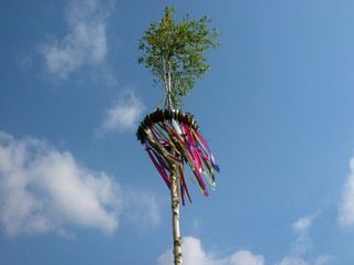 Traditioneller Maibaum aus dem Stamm der Birke mit bunten Bändern im Wind vor blauem Himmel in...