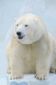 Белый медведь в Антарктиде.