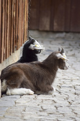 Obraz premium small goats on the farm - kleine Ziegen auf dem Bauernhof