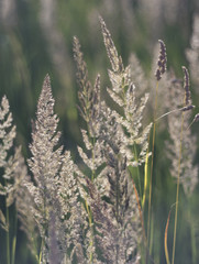 Field plants on the sunny day