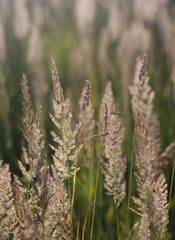 Field plants on the sunny day
