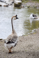Bumps goose during mating season - Höckergans während der Paarungszeit