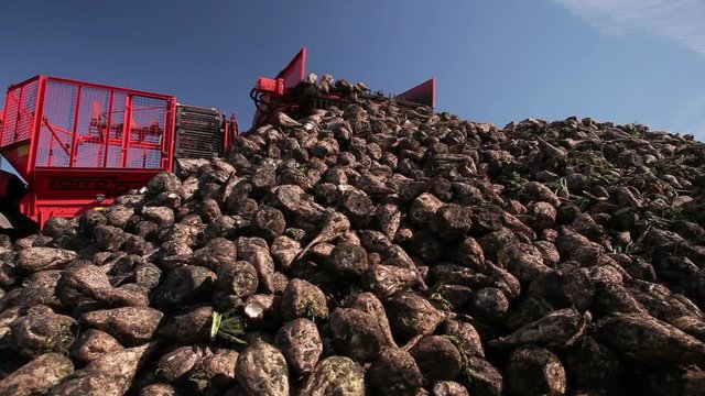 The harvest of sugar beet