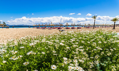 Fototapeta na wymiar Idyllic view of the seaside Alcudia beach Majorca Spain holiday