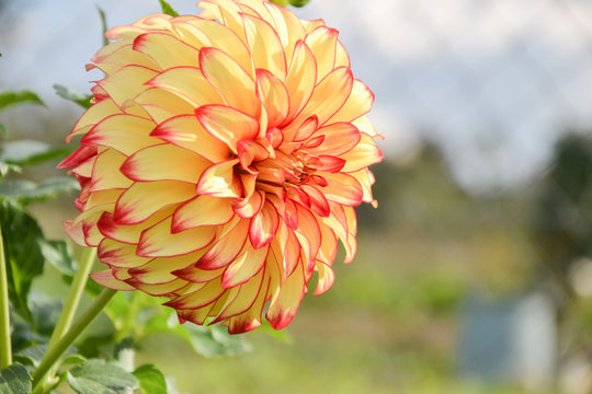 Close up of Dahlia flower in garden on spring time