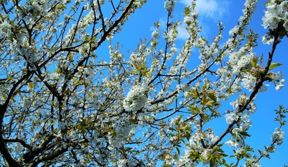 Blumen Landschaft