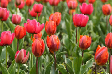 Obraz premium Red and pink tulip flowers