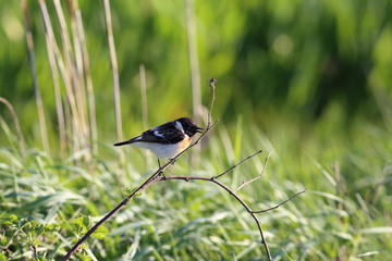 Stonechat, who sings his song