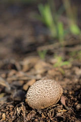 Lycoperdon perlatum