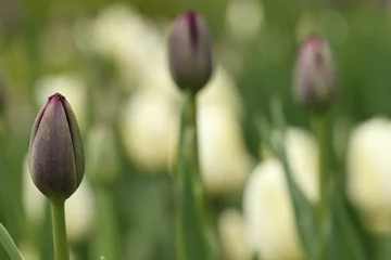 Crédence de cuisine en verre imprimé Tulipe Fleurs de tulipes violettes et blanches avec profondeur de champ