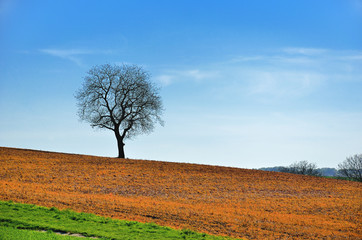 Ackerbau im Frühling