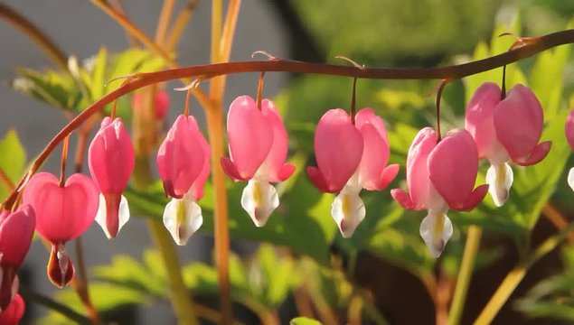 Dicentra.
Dicentra - always attracts its original form.