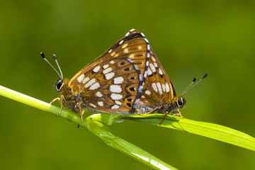 Duke of Burgundy,  Hamearis lucina butterfly