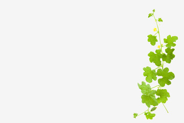 Melon tree on white background.