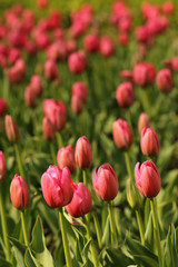 Red tulip flowers in sunlight