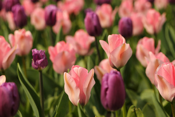 Pink and purple tulip flowers with depth of field