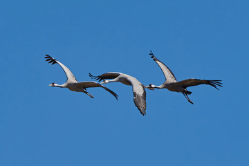 Obraz premium Common crane (Grus grus)