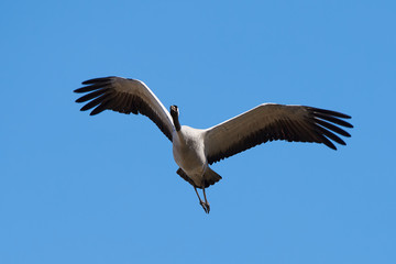 Common crane (Grus grus)