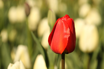 Red and white tulip flowers close up in sunlight
