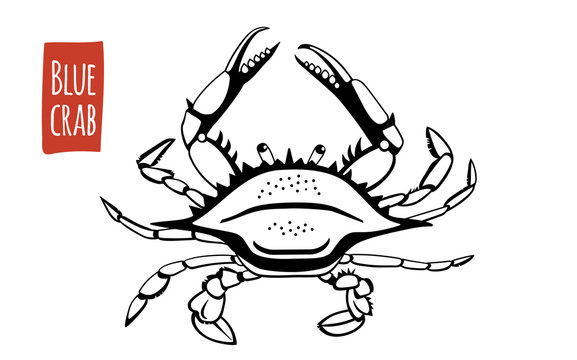 Blue Crab, Vector Cartoon Illustration