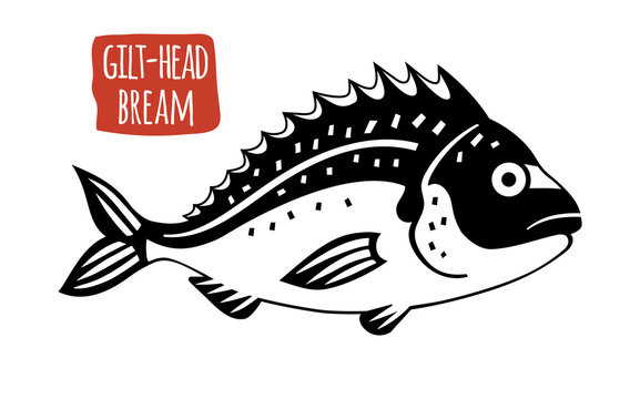 Gilt-head bream, vector cartoon illustration