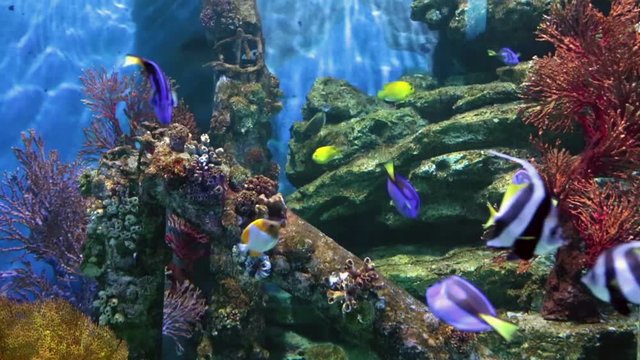 Fishes in corals. Underwater world.
