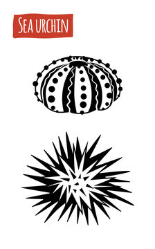 Sea Urchin, vector cartoon illustration