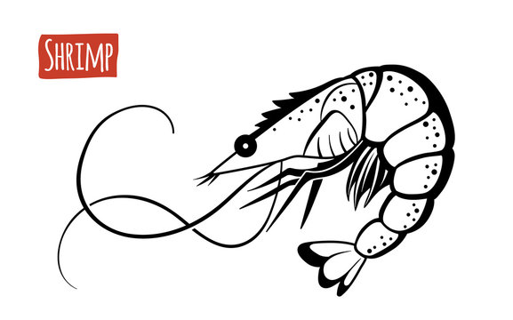 Shrimp, vector cartoon illustration
