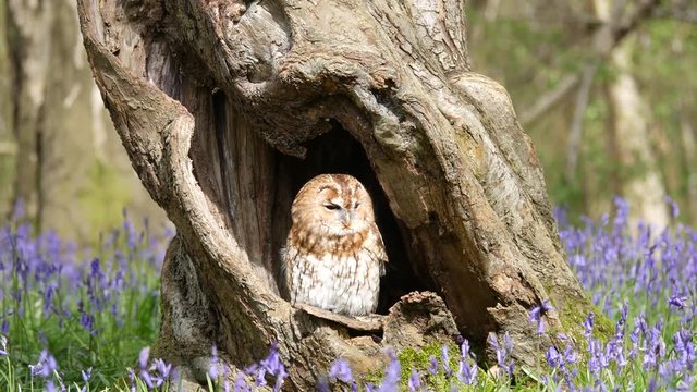 Tawny Owl (Strix aluco) Sitting in Tree Hollow in a Bluebell Wood