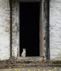 The white cat sitting at an open entrance door