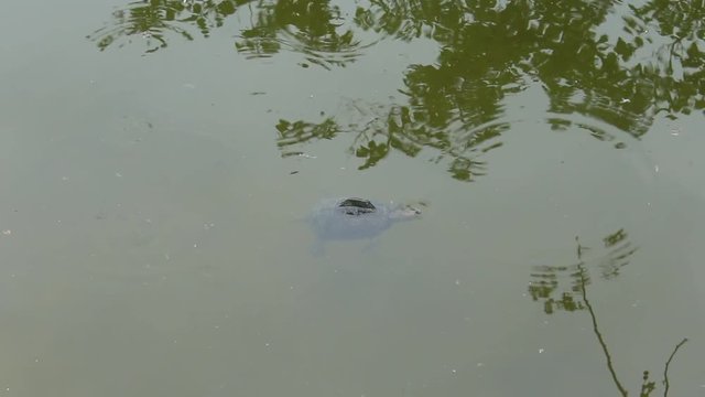 Turtles in the swamp