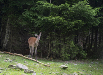 A female deer grazes in woodland