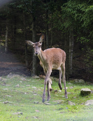 A female deer grazes in woodland