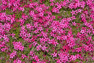 Roter Polsterphlox, Phlox subulata, Teppichphlox