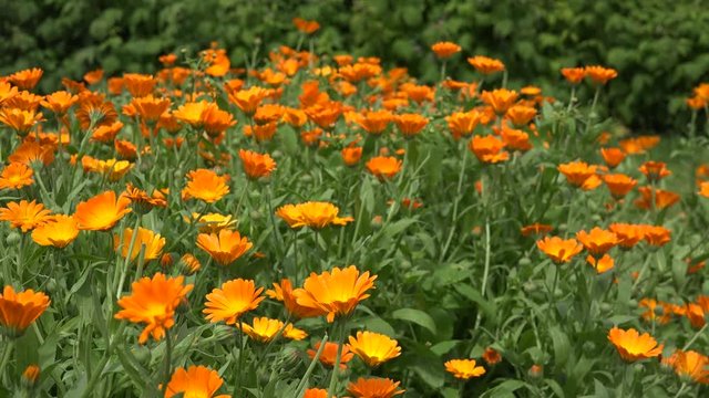Marigold calendula herb plant blooms move in wind in rural farm plantation. Focus change shot. 4K
