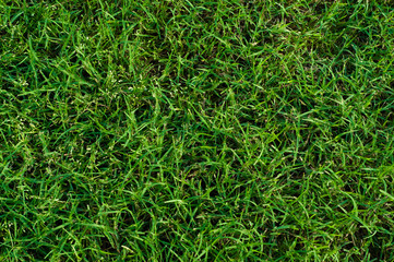 Lush green bermuda grass close up.