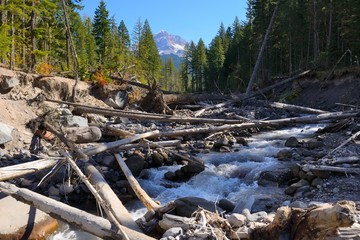 Mountain river in the forest with logs with Mount Hood in the background. View from trail to Ramona Falls. Oregon, North America Pacific Northwest.