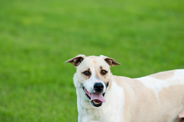Tan and white dog looking silly outdoors with copy space.