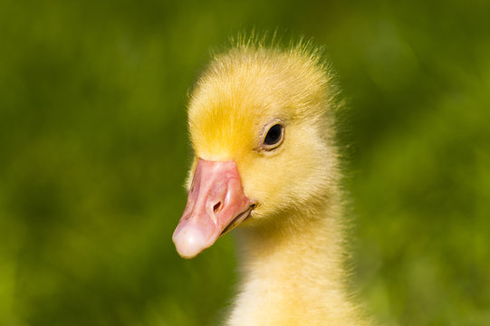 chick geese, portrait