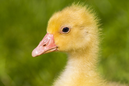 Portrait of a little gosling
