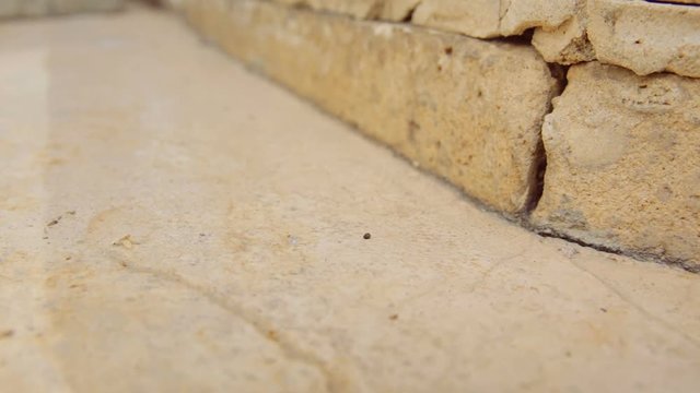 Female desert sand cockroach aka Arenivaga africana moving fast on pavement.