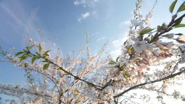 Low angle view of a blooming white cherry tree canopy.