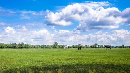 Rolgordijnen Green pastures of horse farms. Country spring landscape. © k_samurkas
